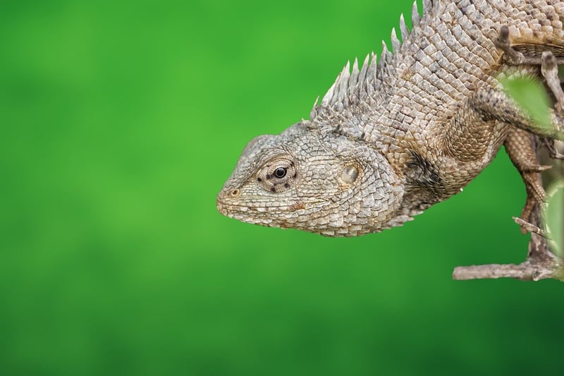 Majestic Reptilian Flora