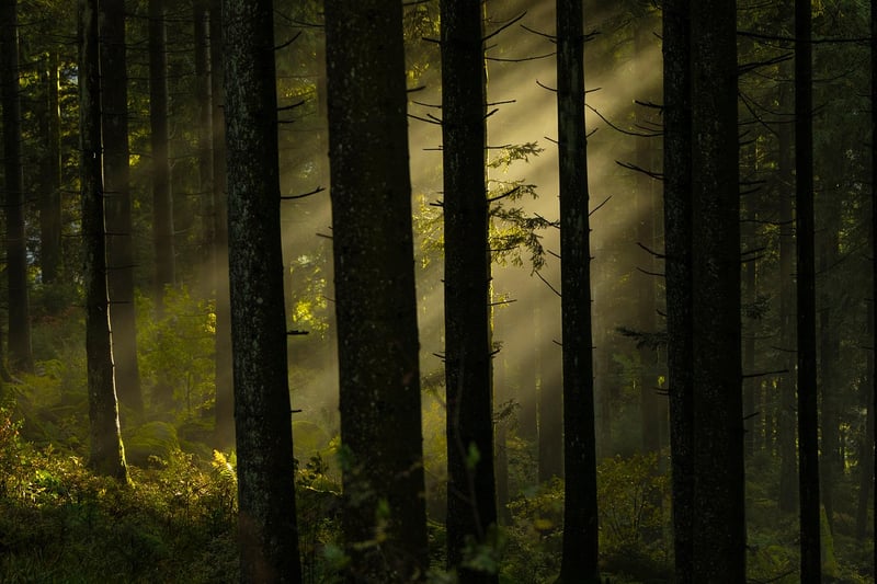 Mystical Woodland Havens