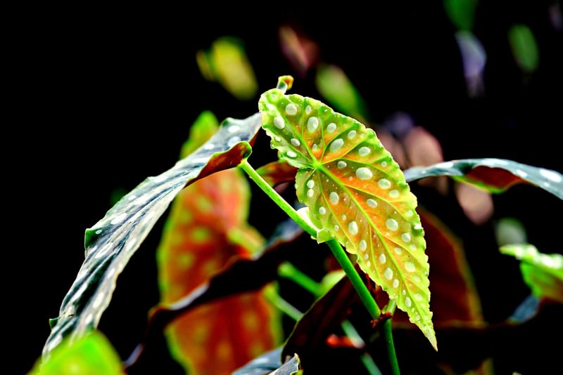 Dragon Wing Begonia