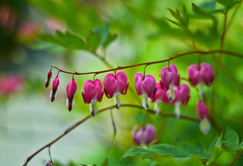 Bleeding Heart