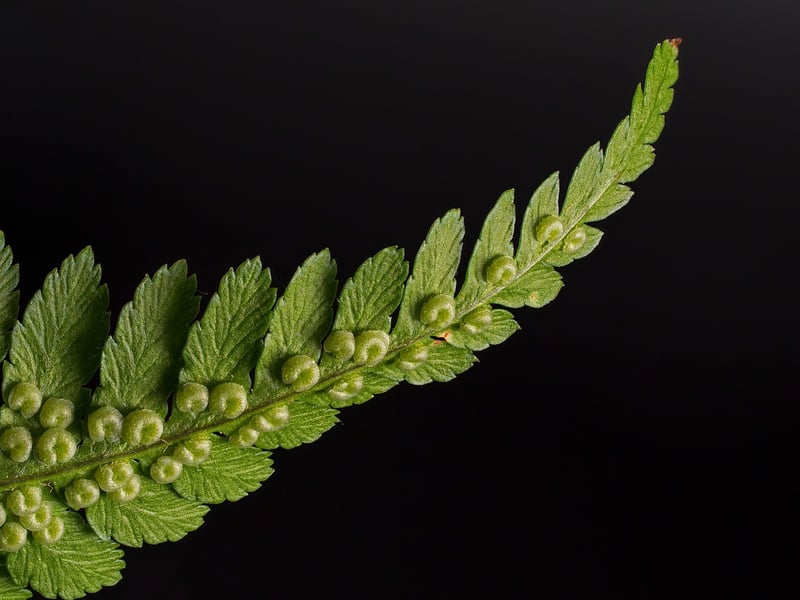 Crocodile Fern