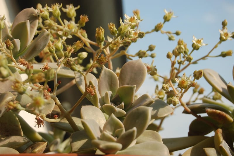Ghost Plant