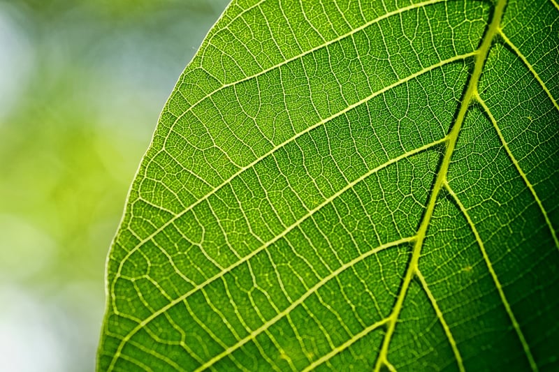 Exotic Plant