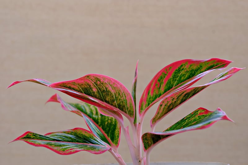 Red Aglaonema
