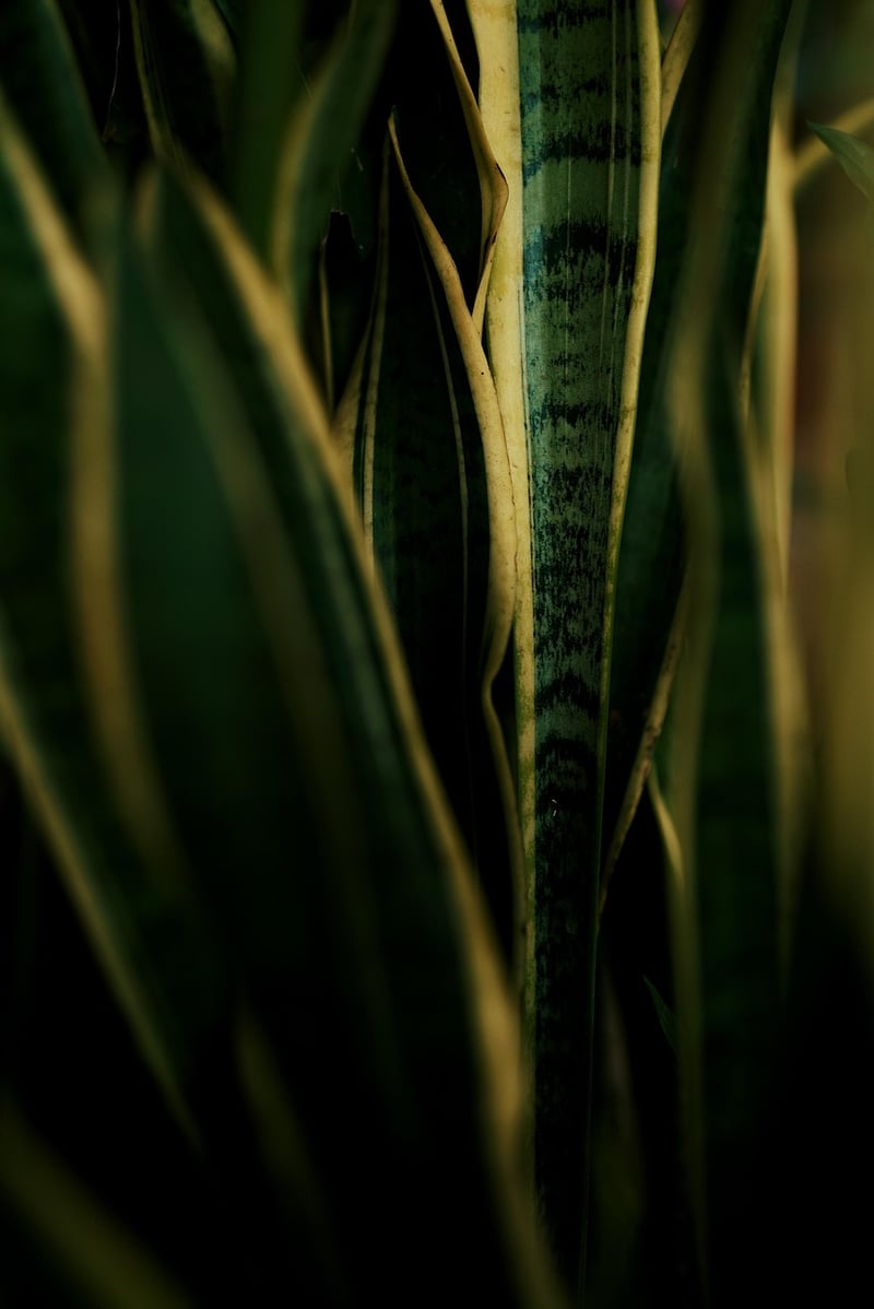 Dragon's Tongue