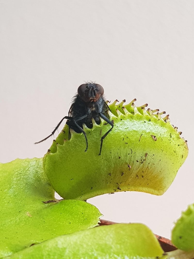 Venus Flytrap